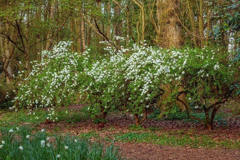 Evenley Wood Garden